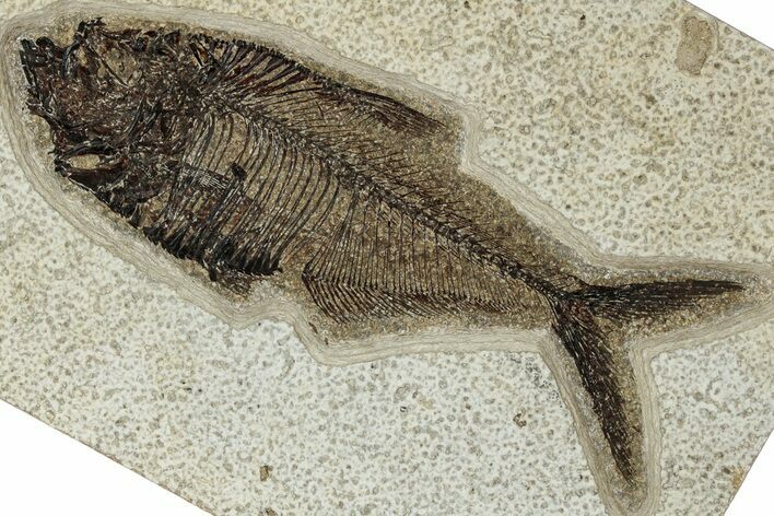Detailed Fossil Fish (Diplomystus) - Wyoming #327876